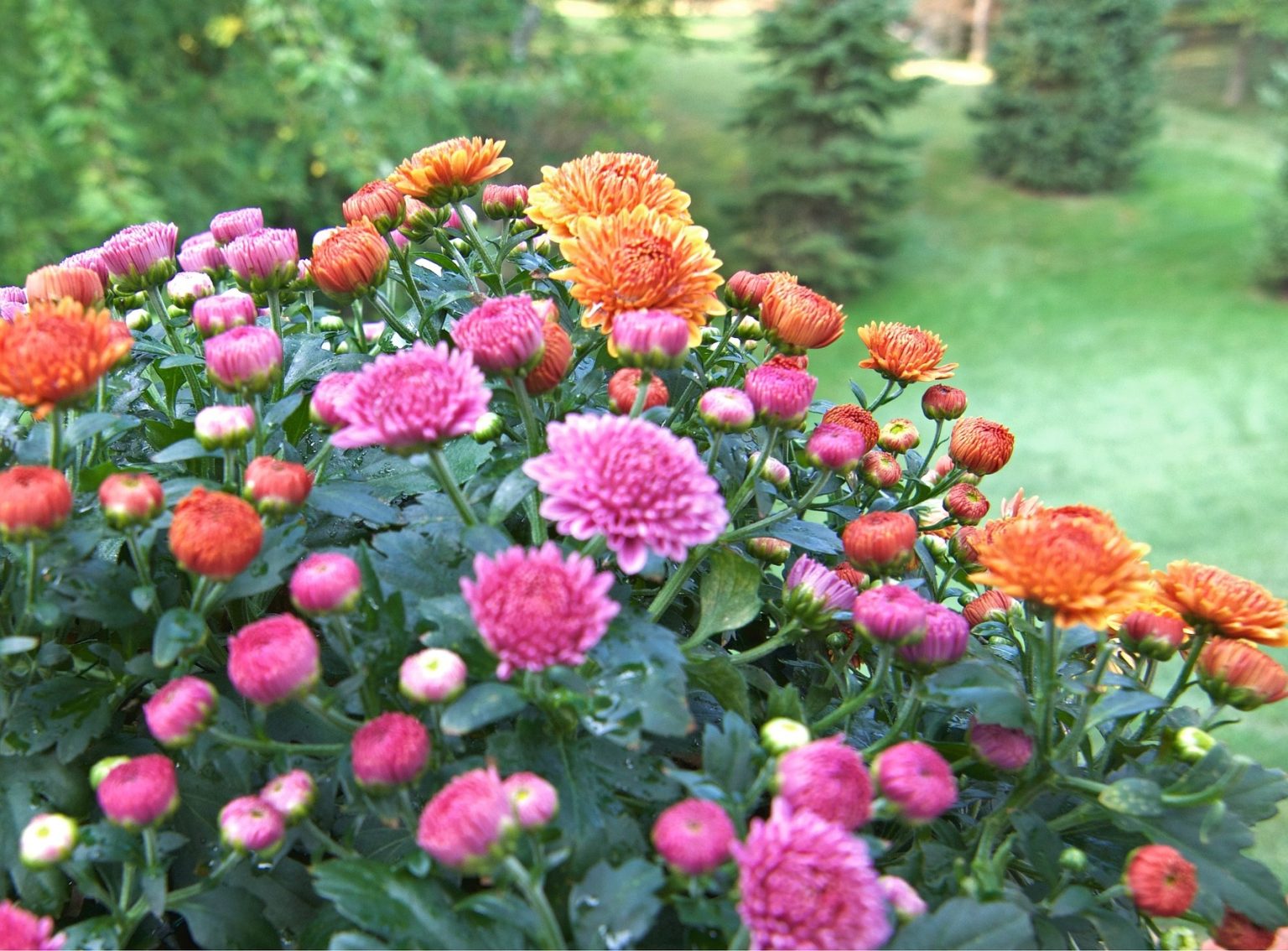 Apsveikumi NīcasBaznīca.lv